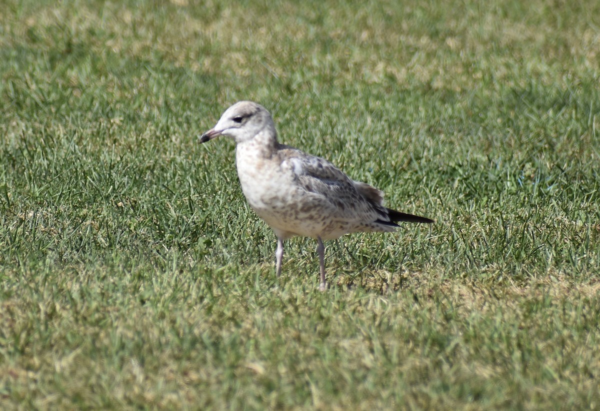 Ring-billed Gull - ML624222599