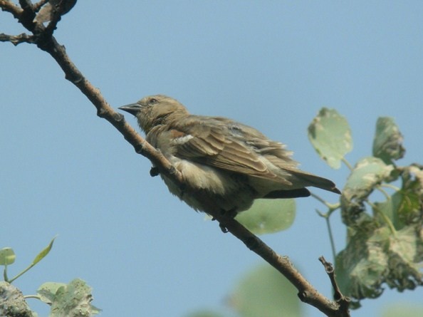 Yellow-throated Sparrow - ML624222600