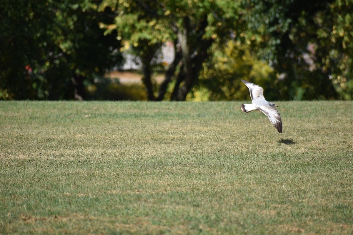 Ring-billed Gull - ML624222601