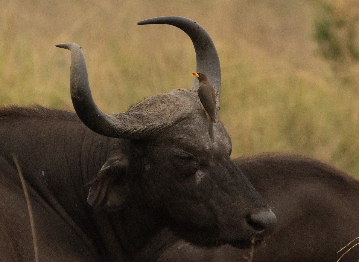 Yellow-billed Oxpecker - ML624222607