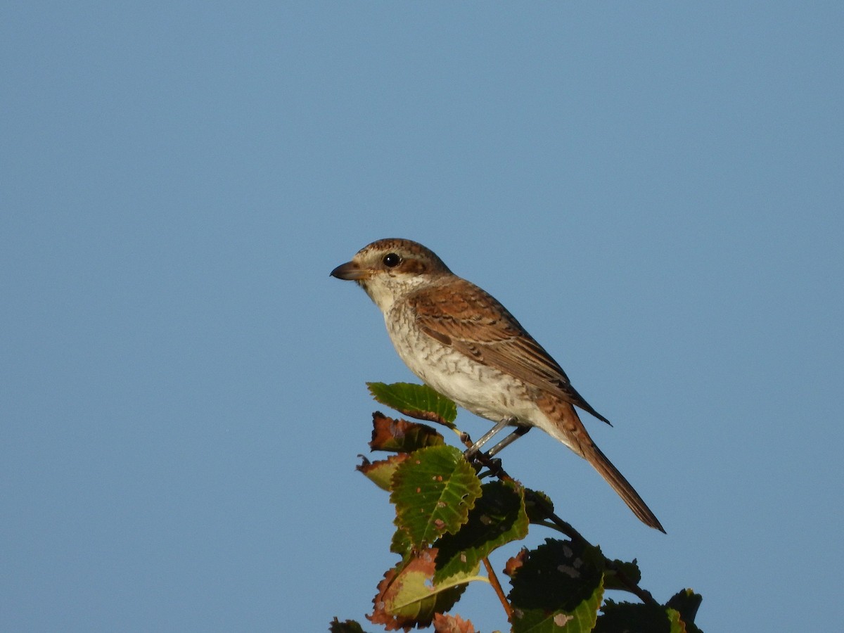 Red-backed Shrike - ML624222608