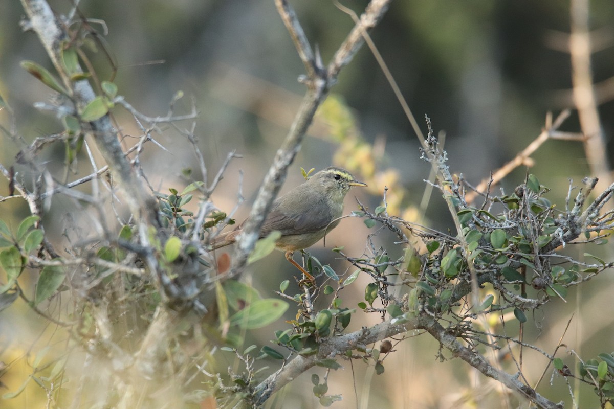 Sulphur-bellied Warbler - Praveen H N