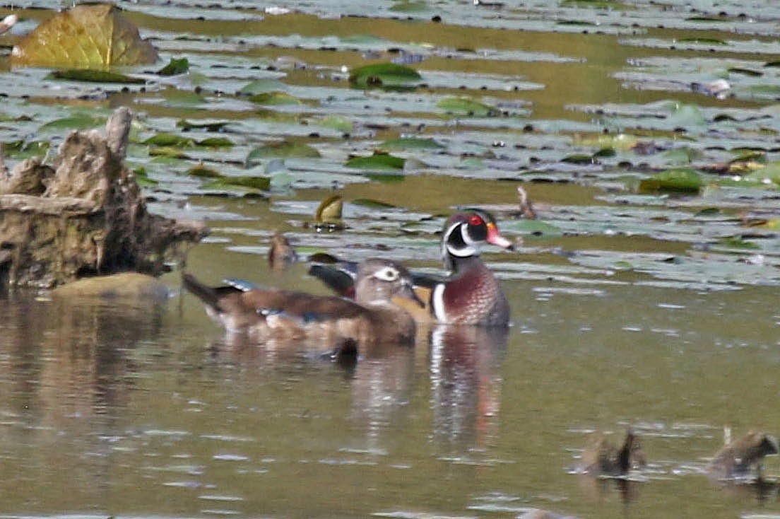 Wood Duck - ML624222610