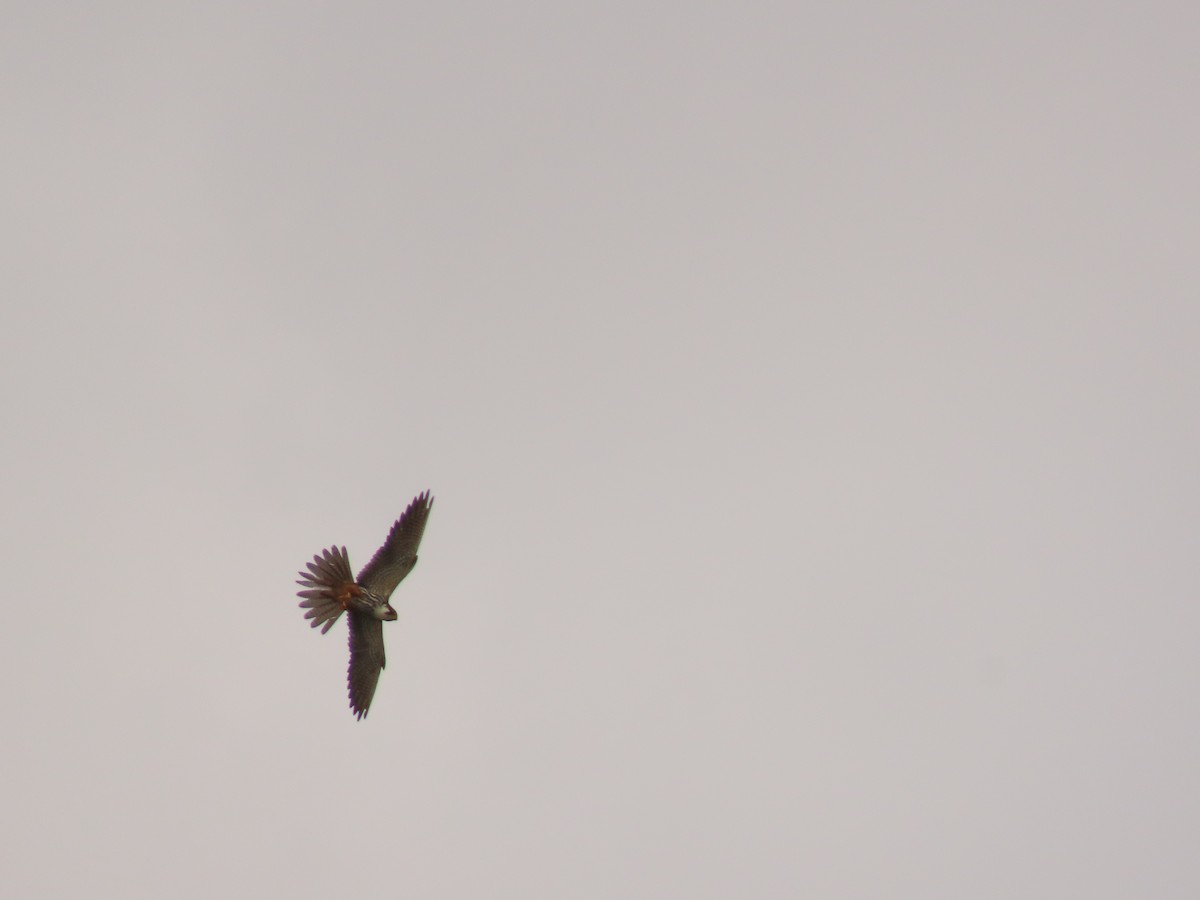 Eurasian Hobby - ML624222611