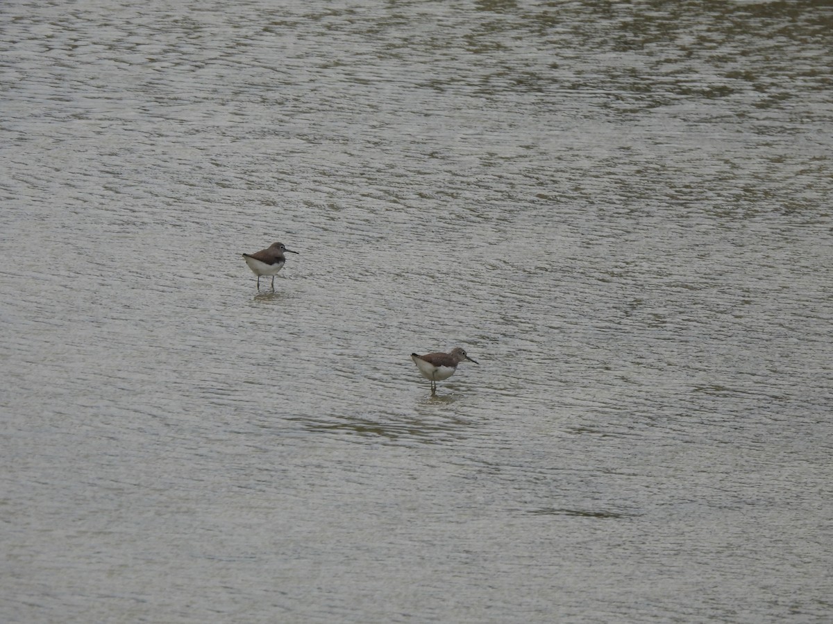 Green Sandpiper - ML624222622