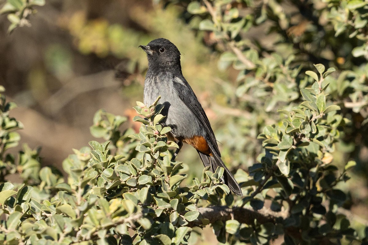 Gray-bellied Flowerpiercer - ML624222630