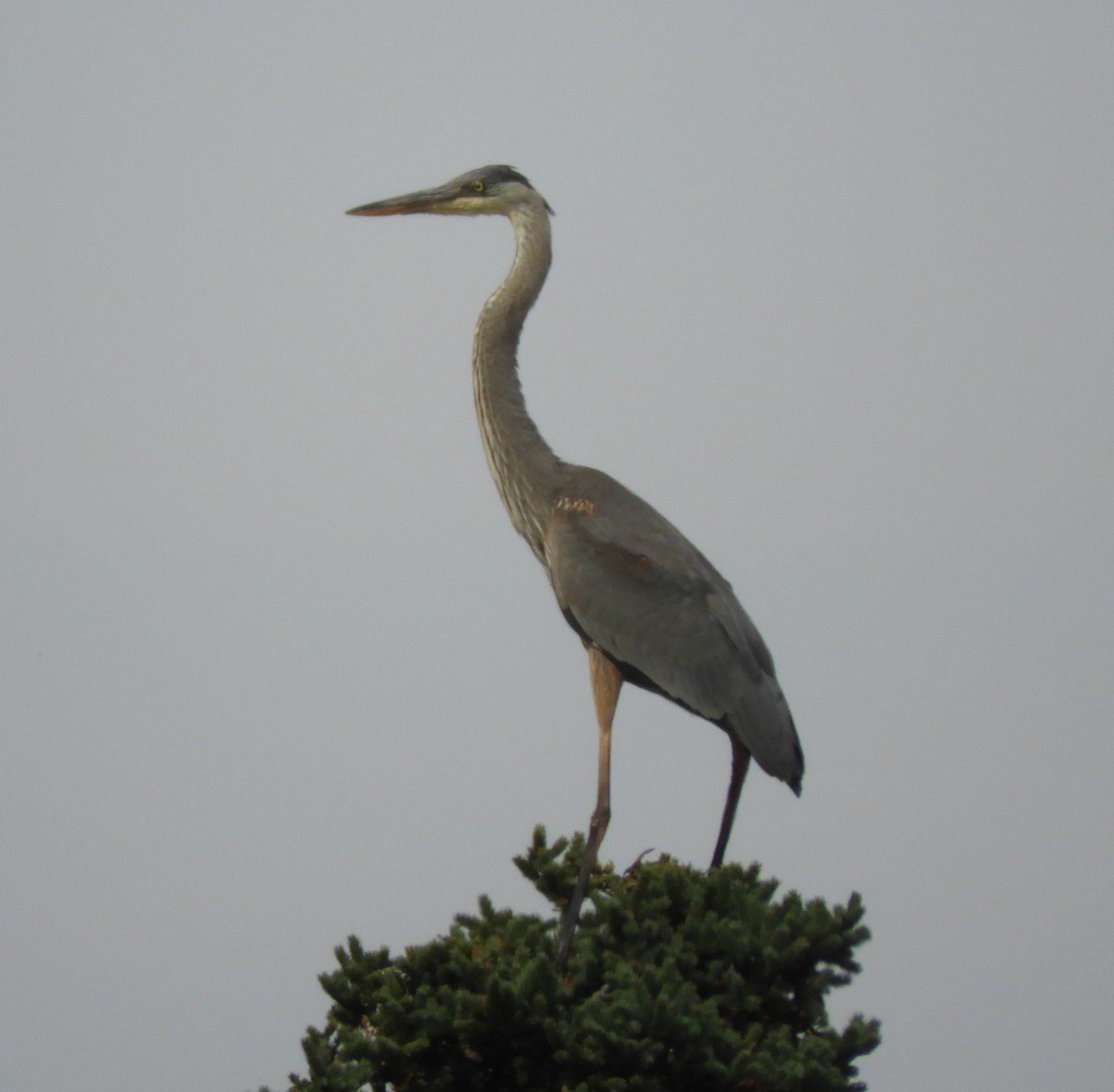 Great Blue Heron - ML624222635