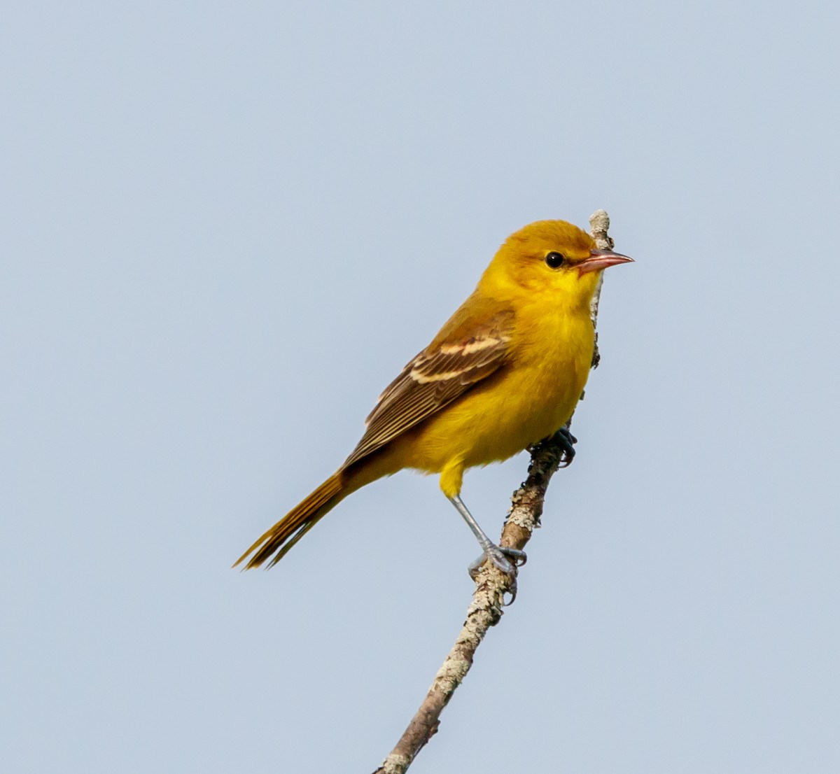 Orchard Oriole - ML624222660