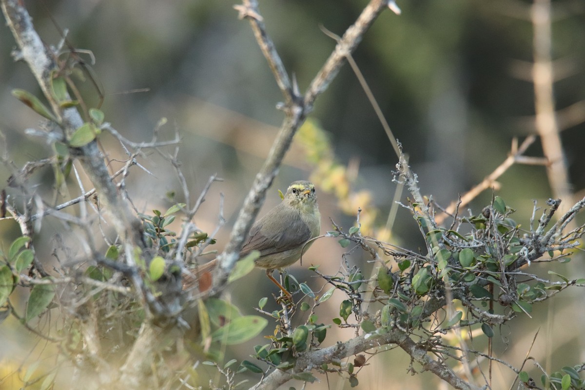 Sulphur-bellied Warbler - ML624222665