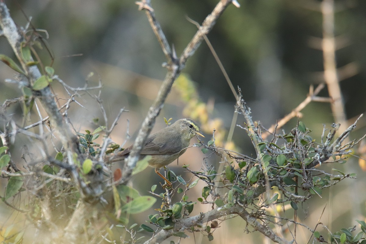 Sulphur-bellied Warbler - ML624222668