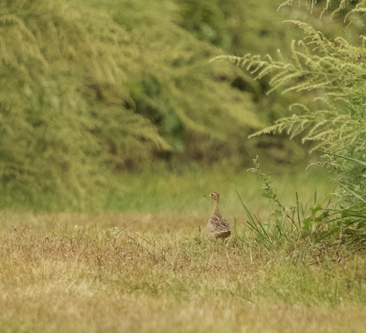 Upland Sandpiper - ML624222672