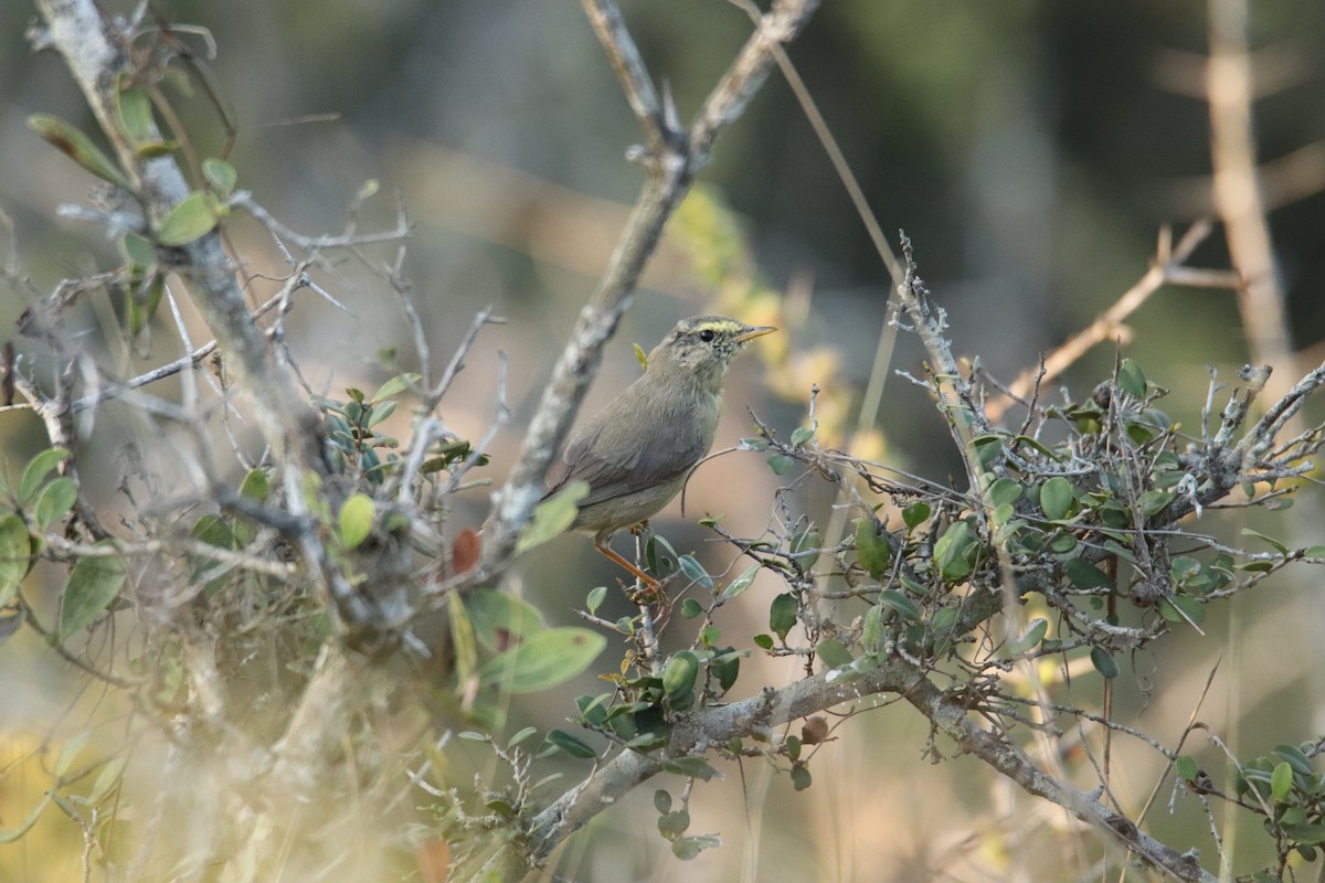 Sulphur-bellied Warbler - ML624222673