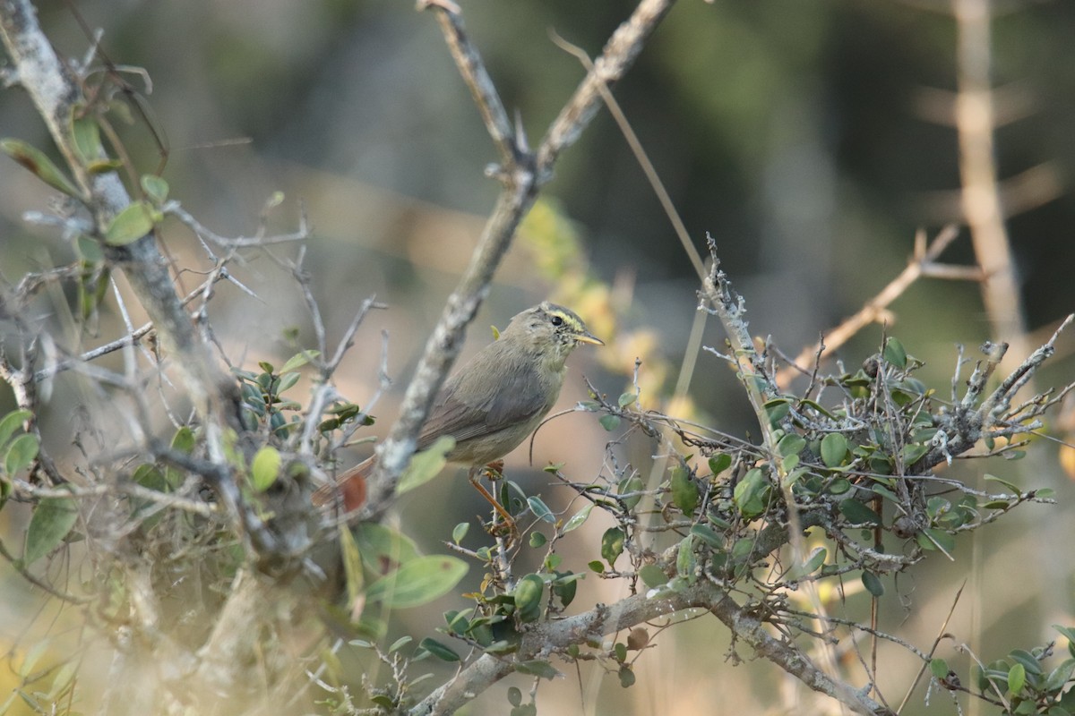 Mosquitero del Pamir - ML624222675