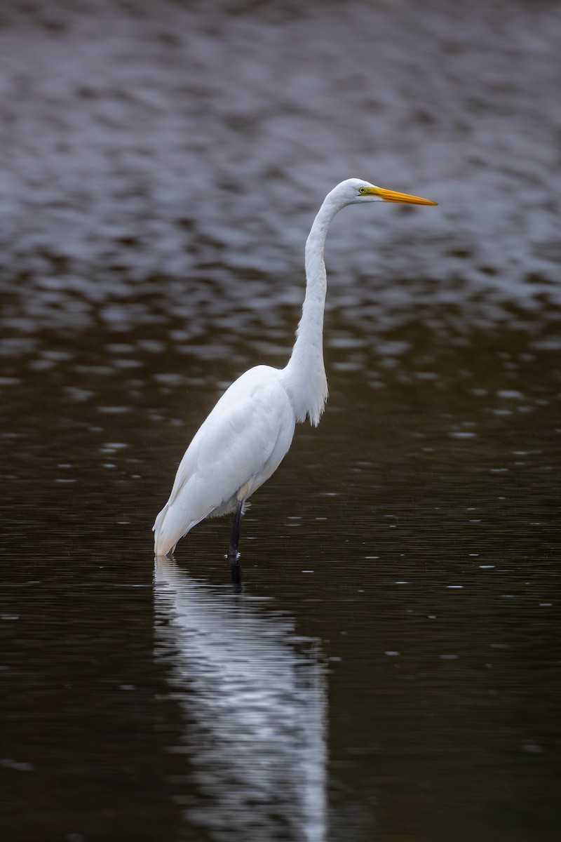 Great Egret - ML624222676