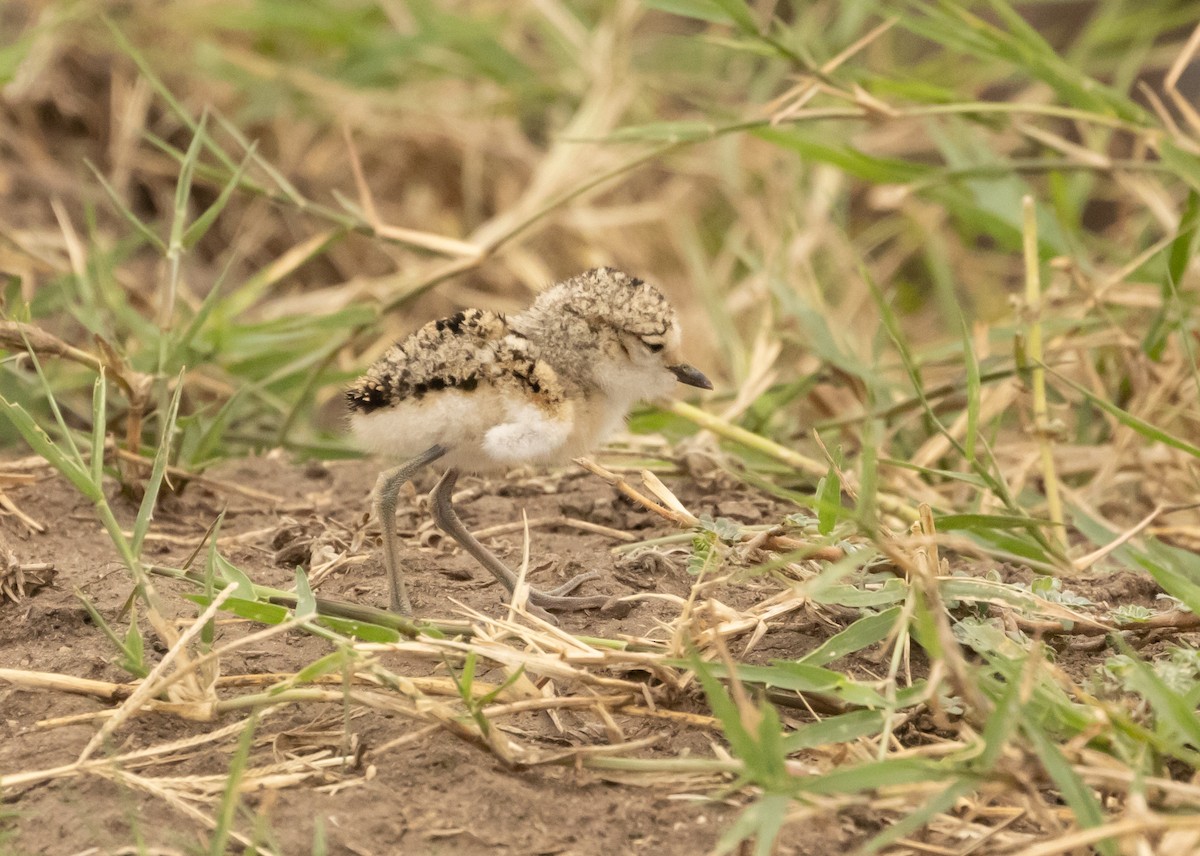 Kittlitz's Plover - ML624222677