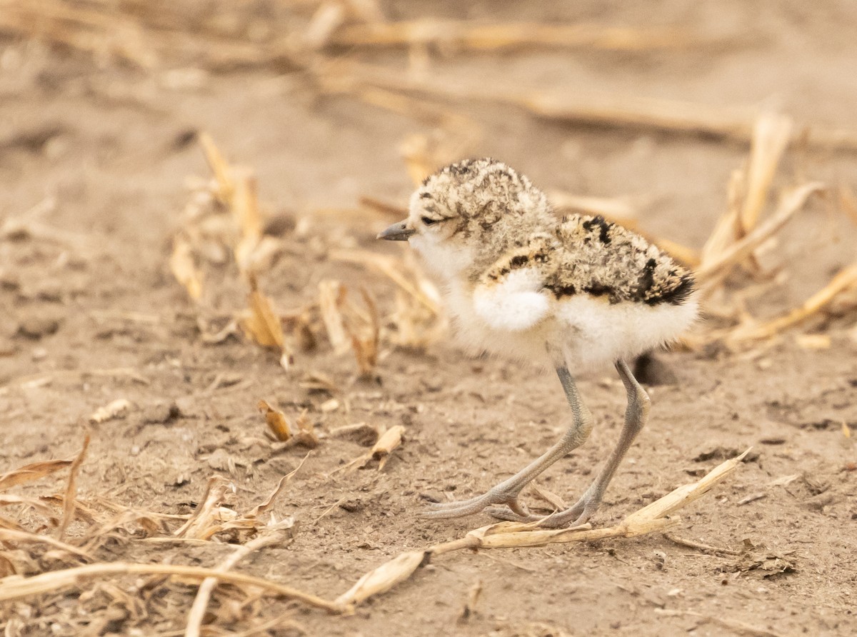 Kittlitz's Plover - ML624222678