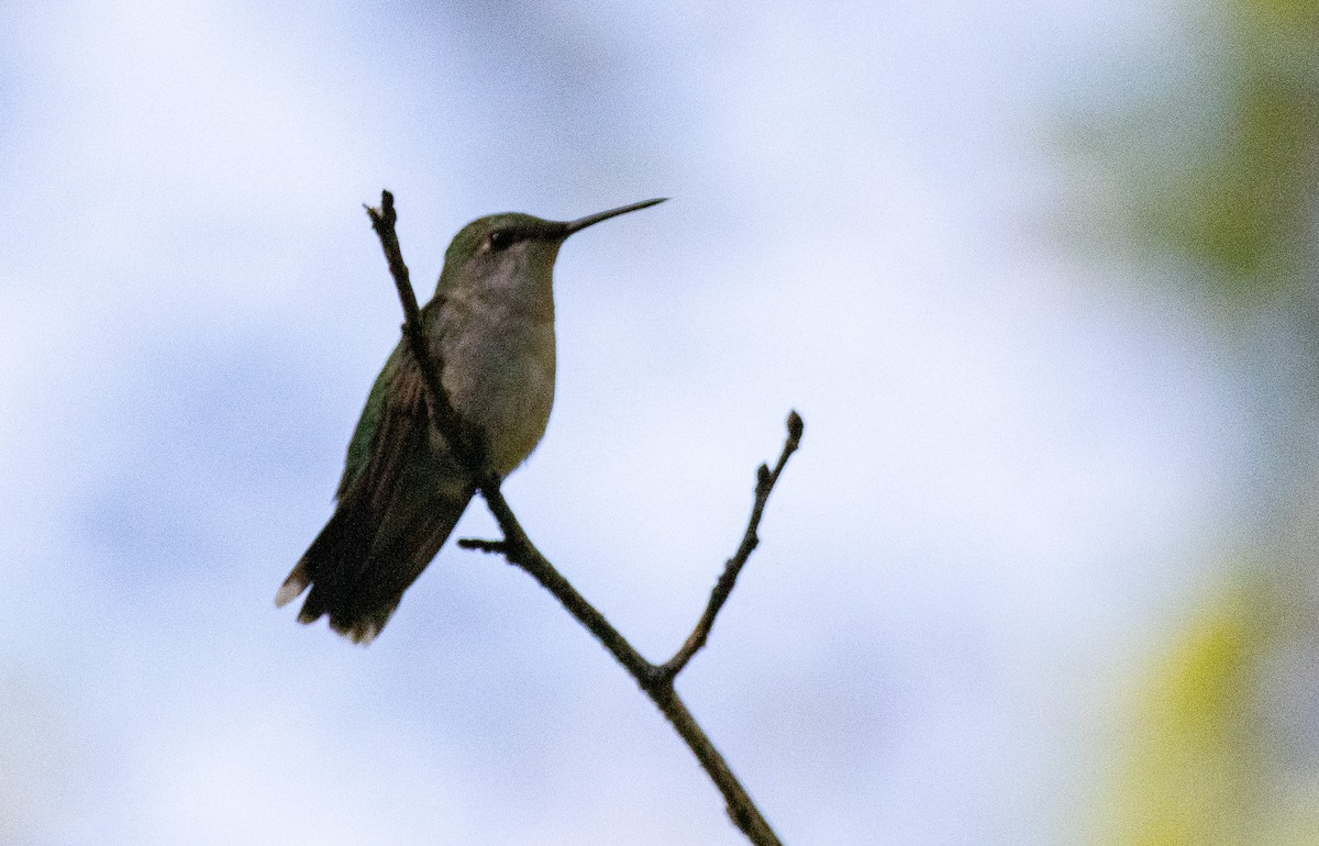 Ruby-throated Hummingbird - ML624222682