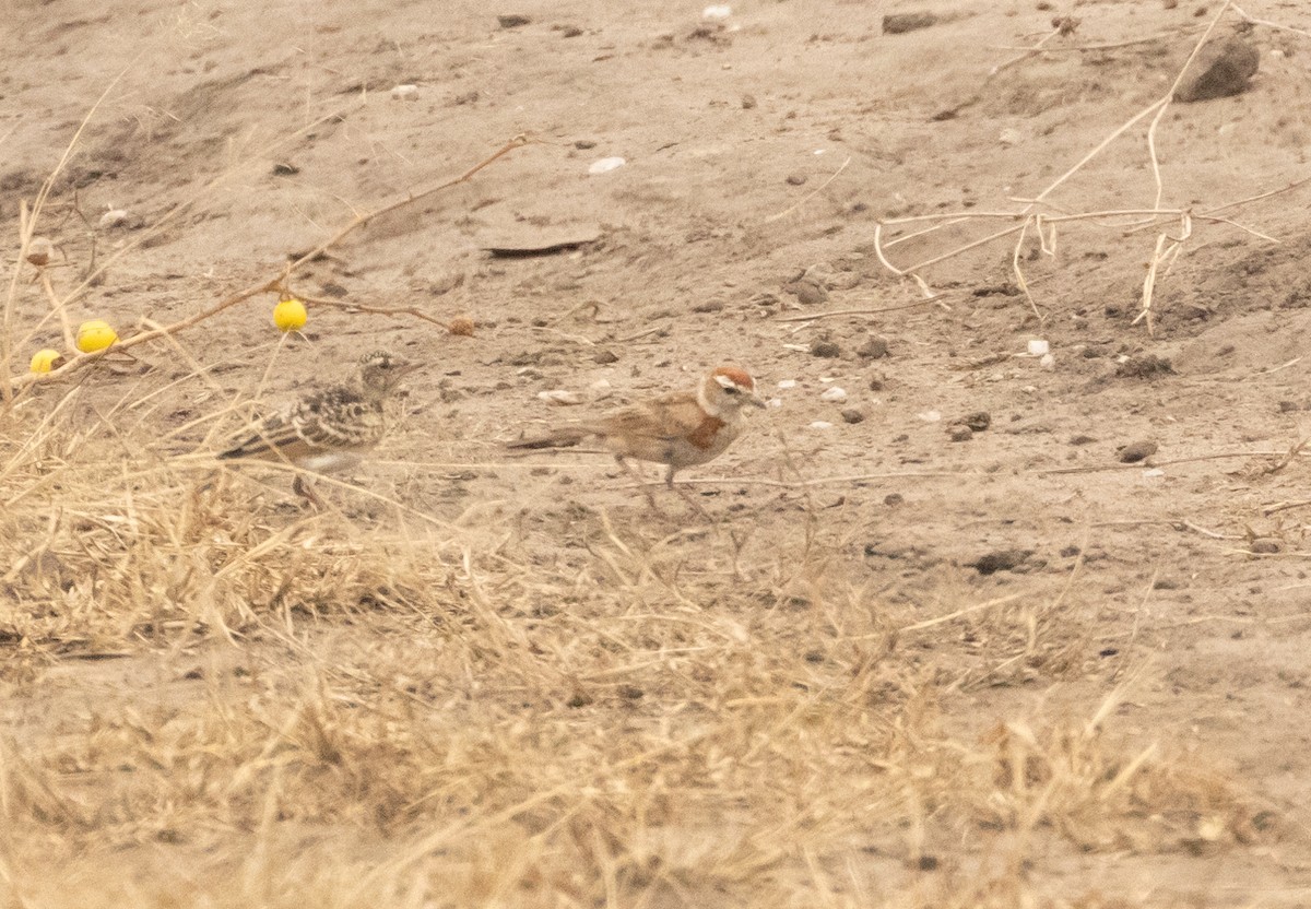 Rufous-naped Lark - ML624222685