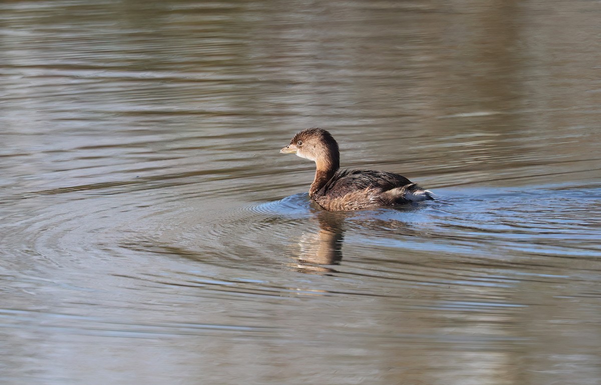 Pied-billed Grebe - ML624222686