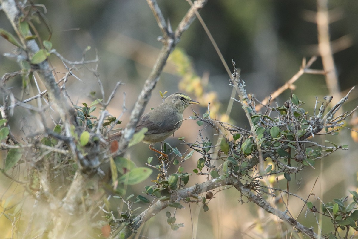 Sulphur-bellied Warbler - ML624222689