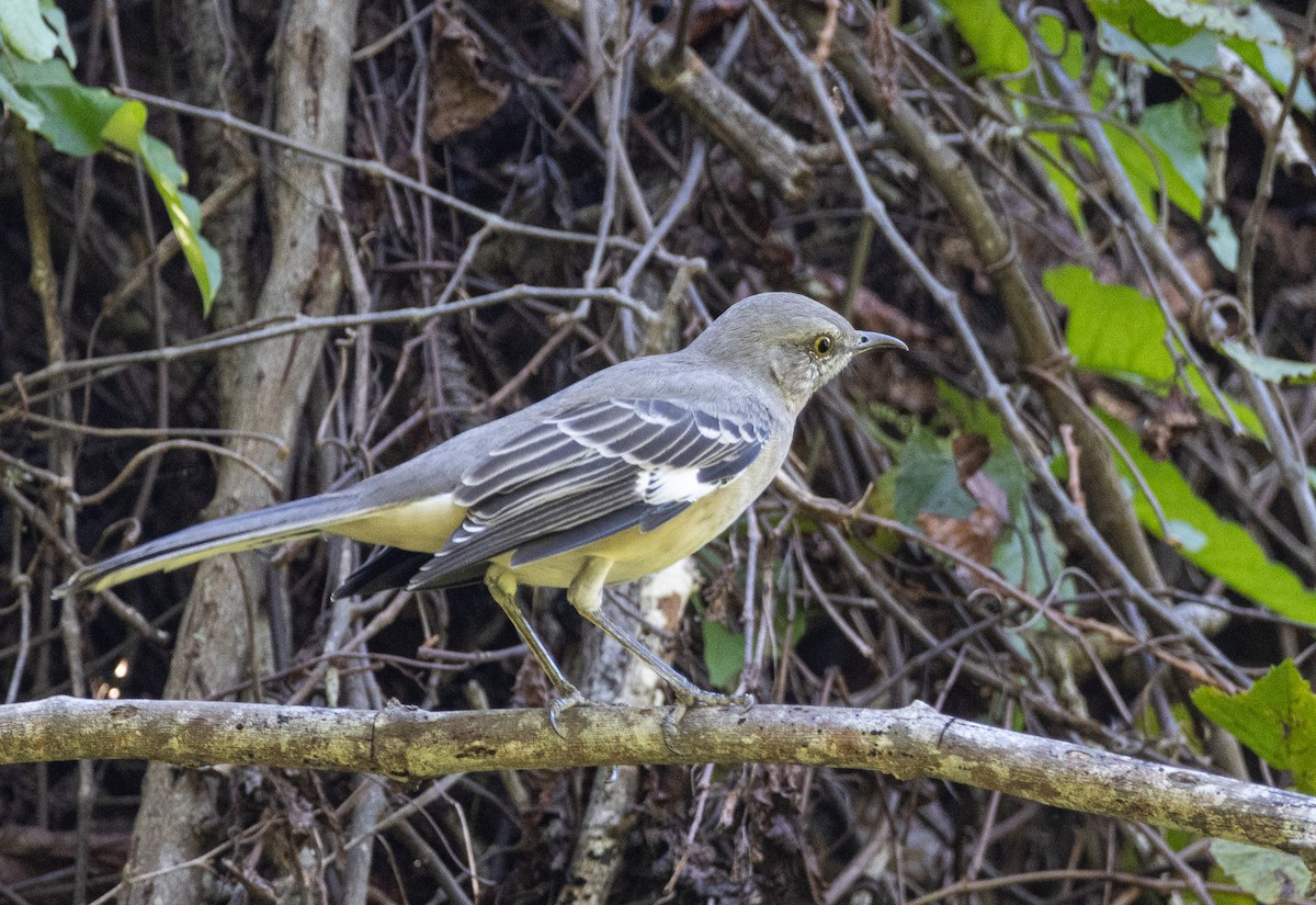 Northern Mockingbird - ML624222692