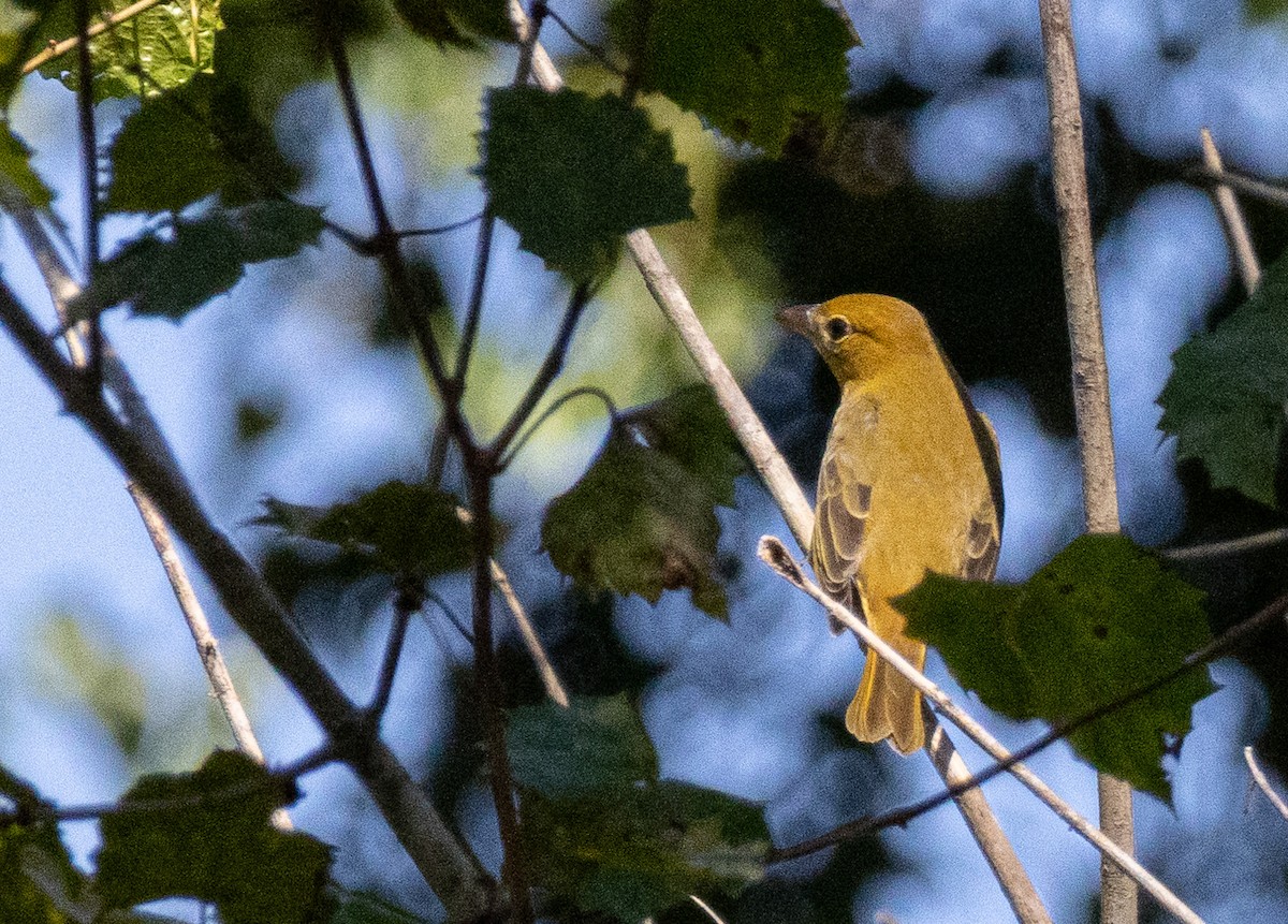 Summer Tanager - ML624222698