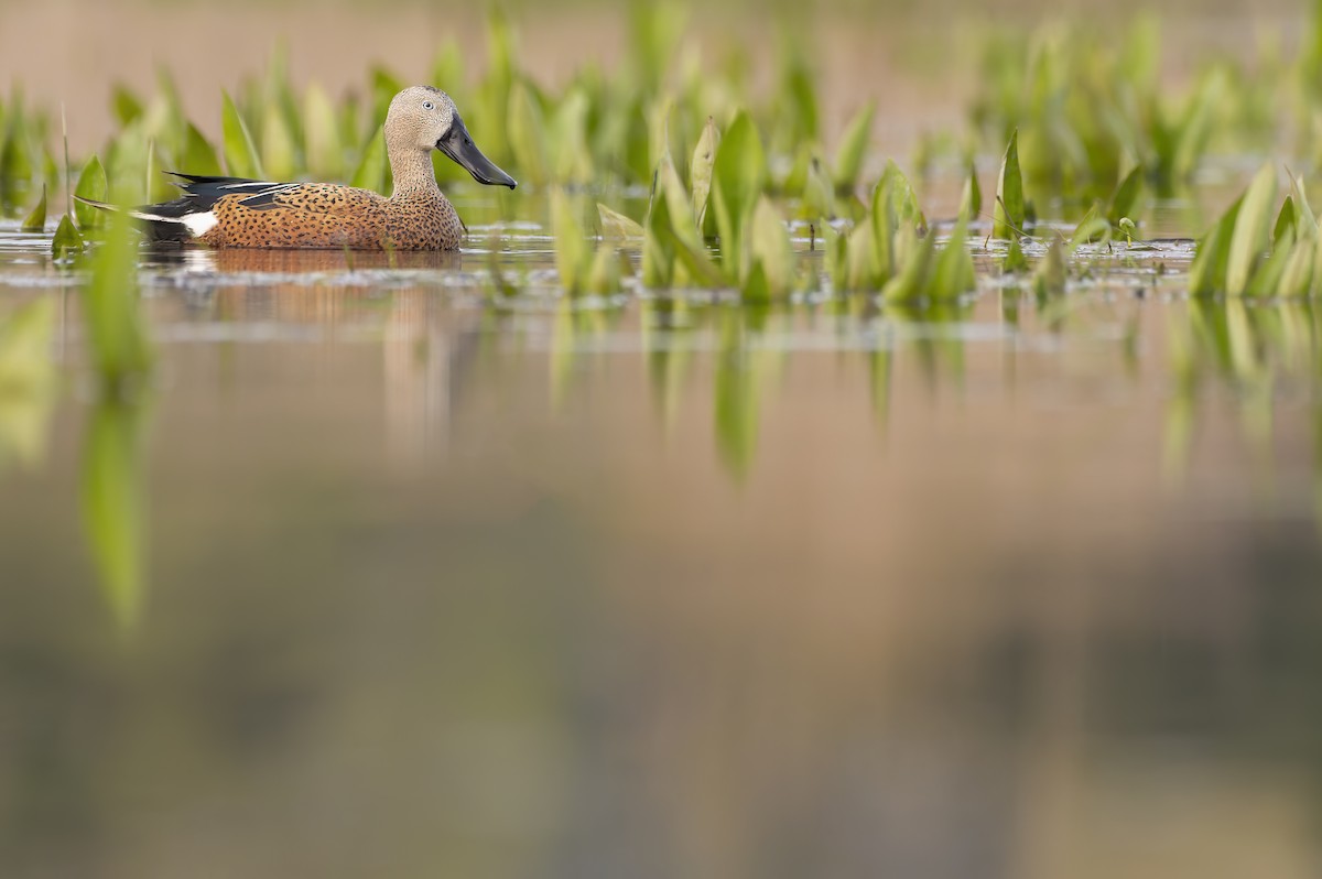 Red Shoveler - ML624222704