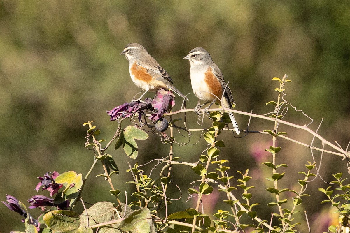 Rufous-sided Warbling Finch - ML624222706