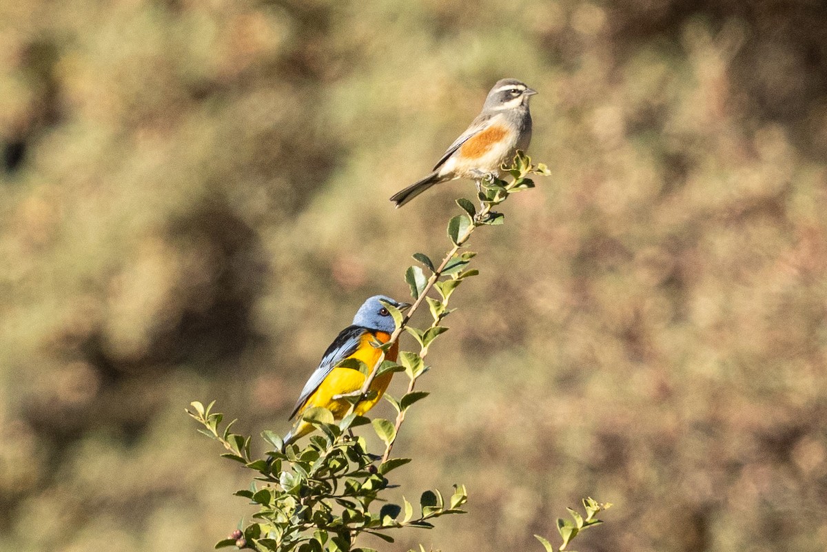 Rufous-sided Warbling Finch - ML624222707