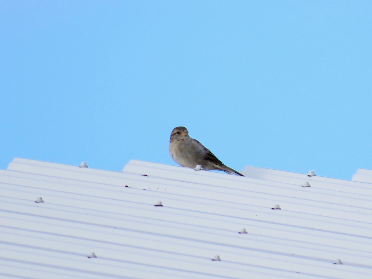 House Sparrow - ML624222717