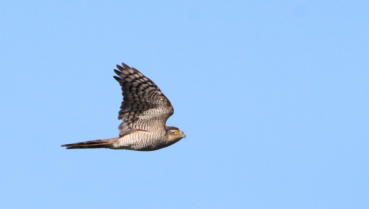 Eurasian Sparrowhawk - Nelson Fonseca