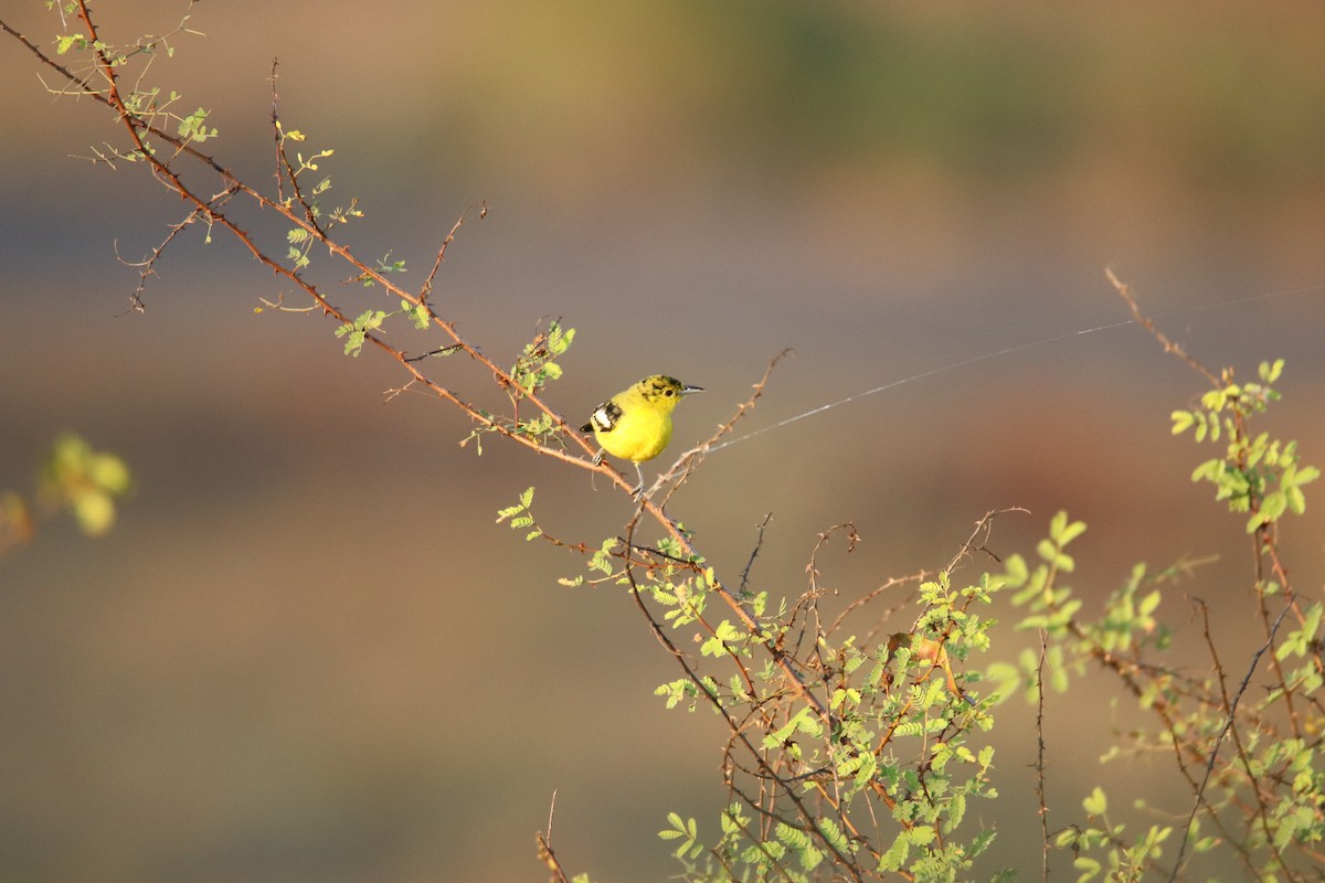 Common Iora - Praveen H N