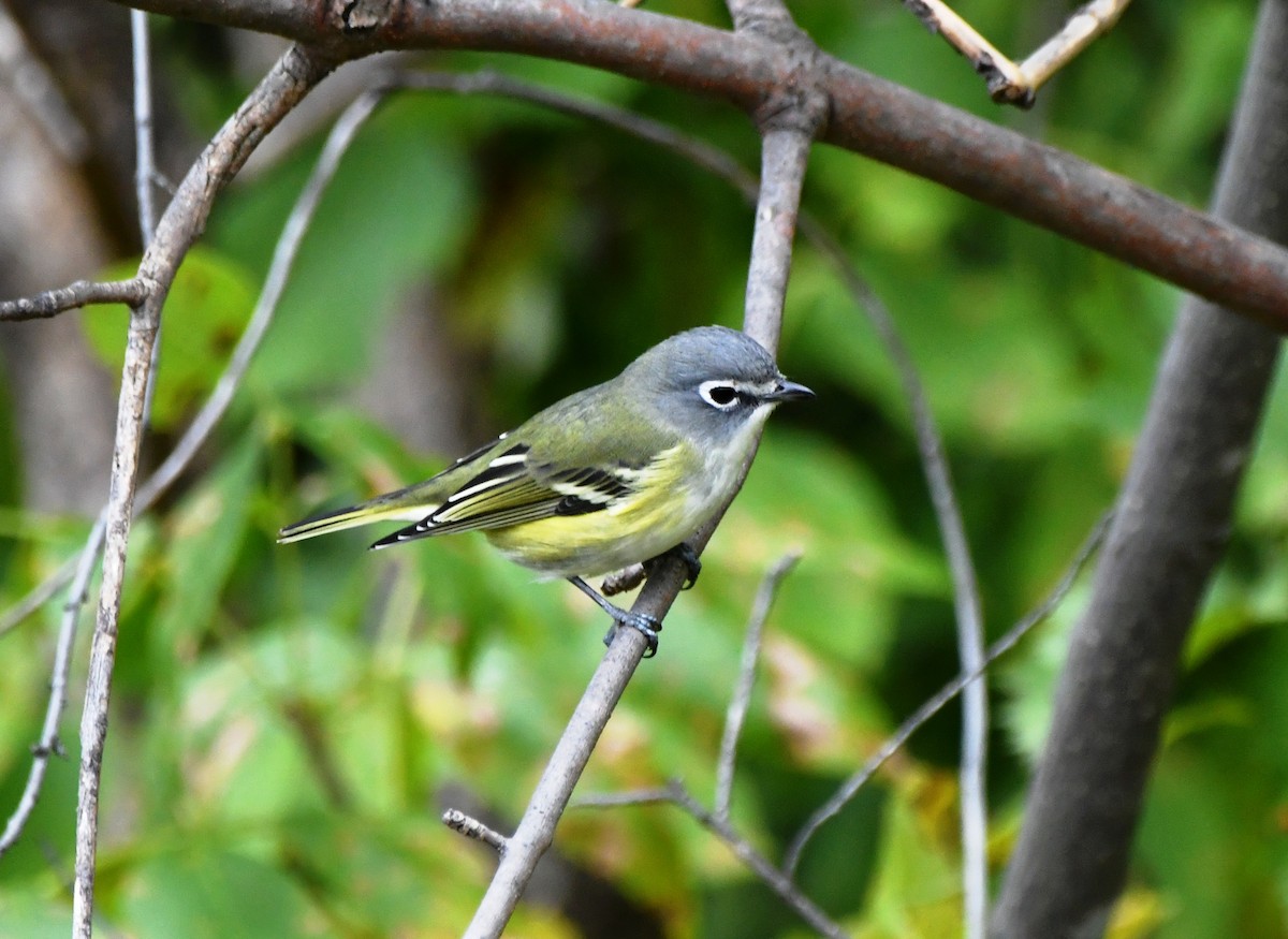 Blue-headed Vireo - ML624222737