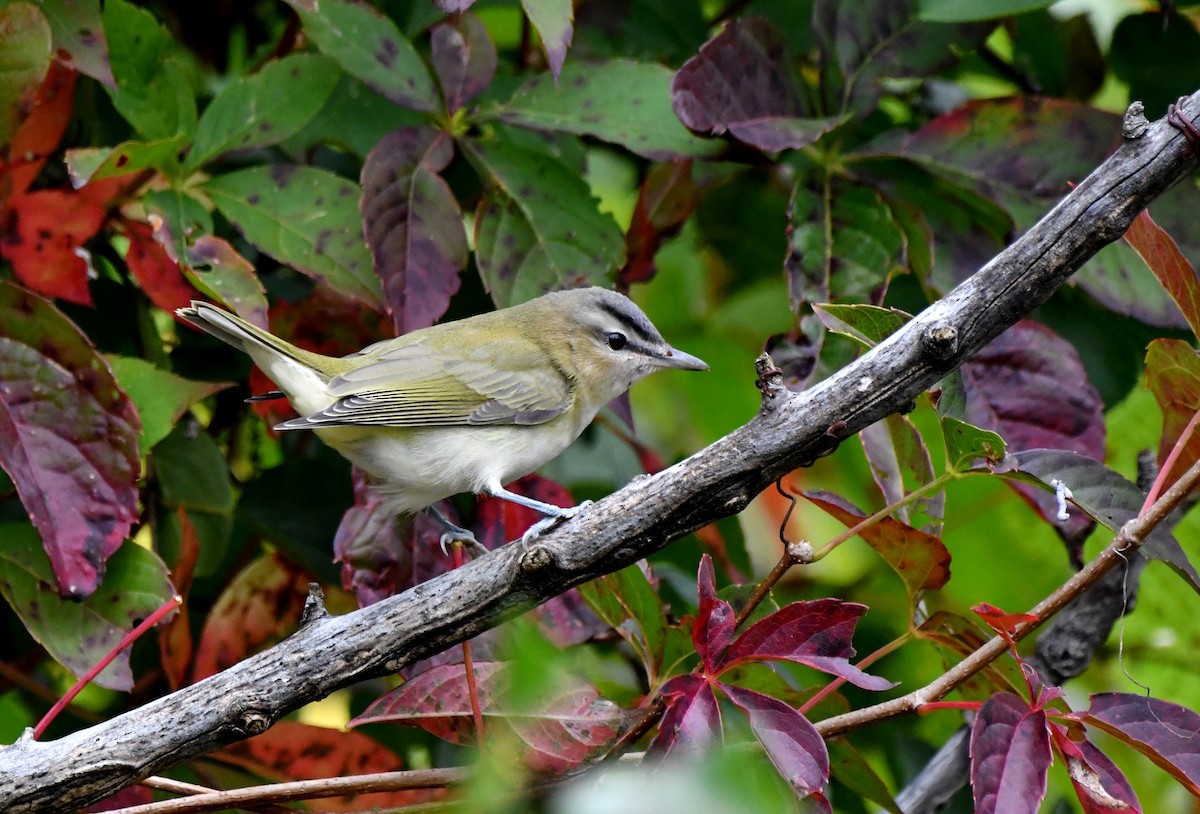 Red-eyed Vireo - ML624222738