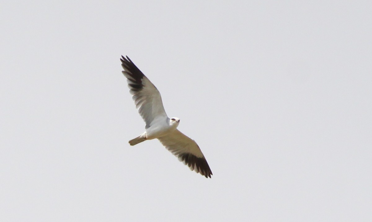 Black-winged Kite - Nelson Fonseca