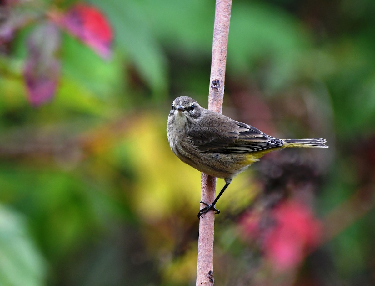 Palm Warbler - ML624222745