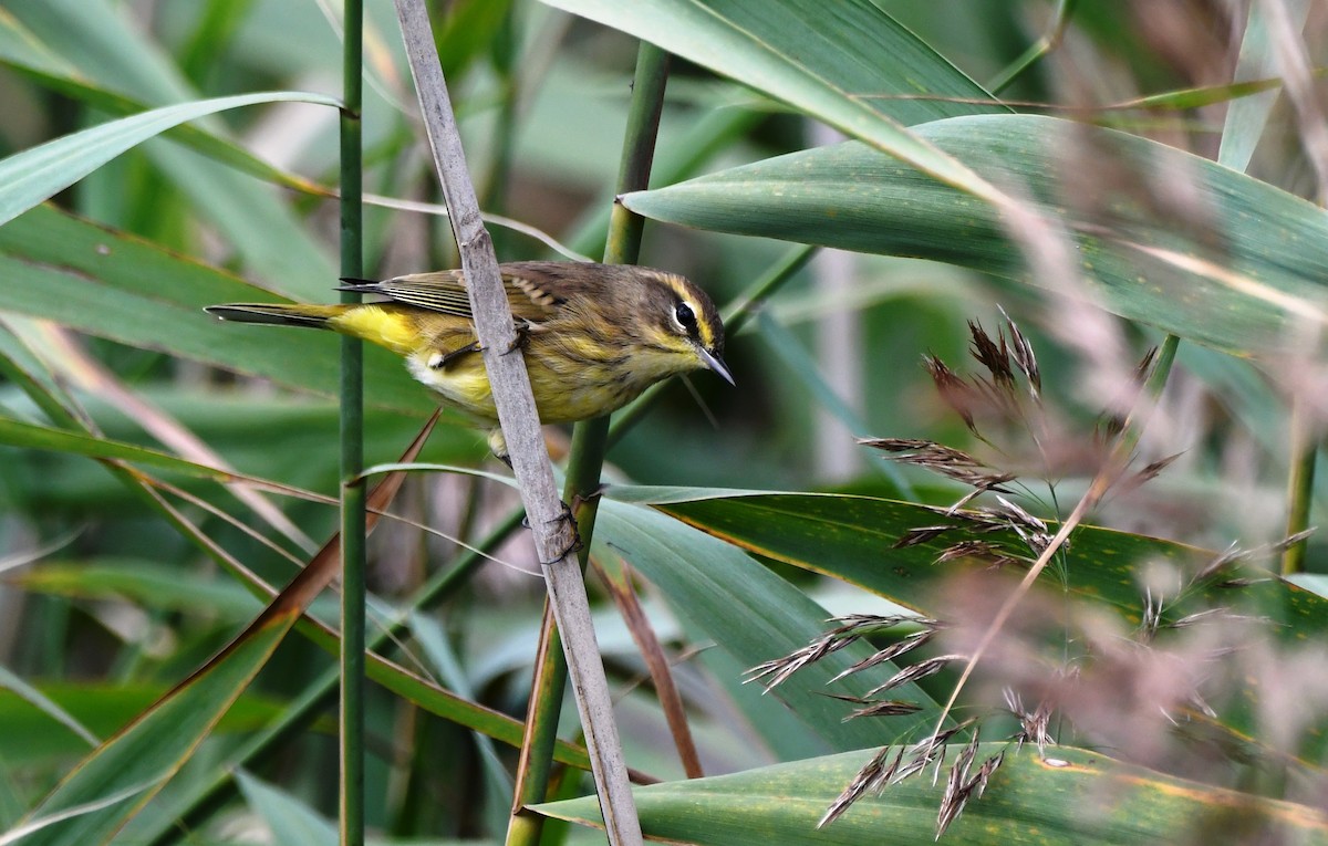 Palm Warbler - ML624222766