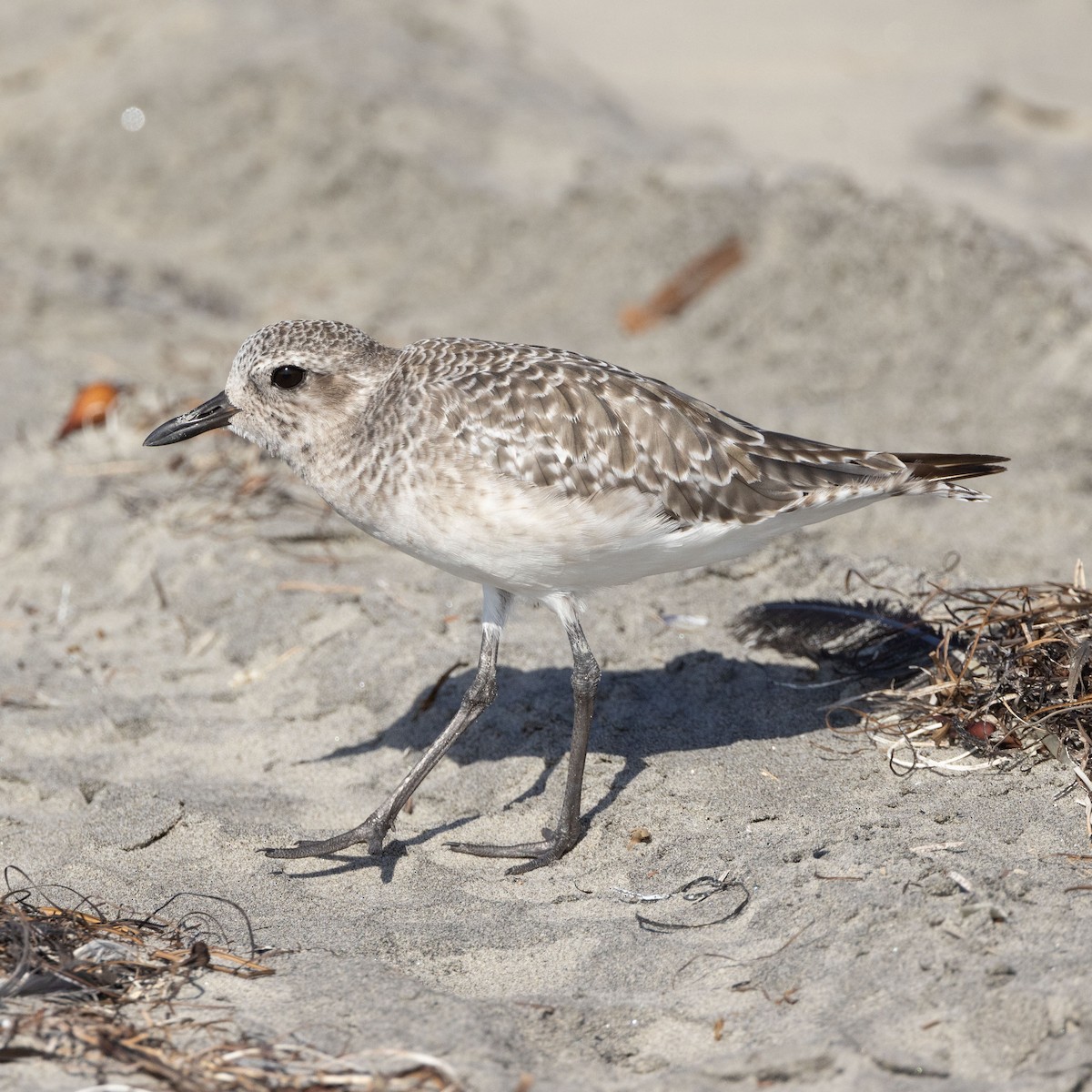 Black-bellied Plover - ML624222783