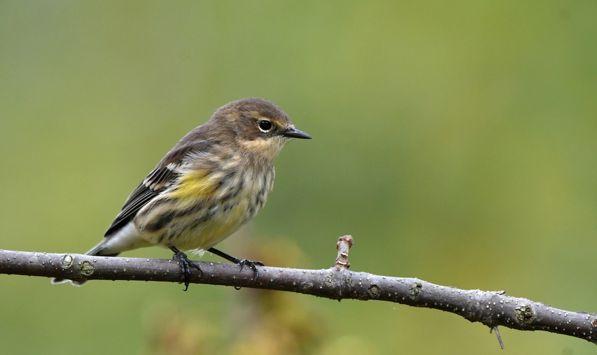 Yellow-rumped Warbler - ML624222789