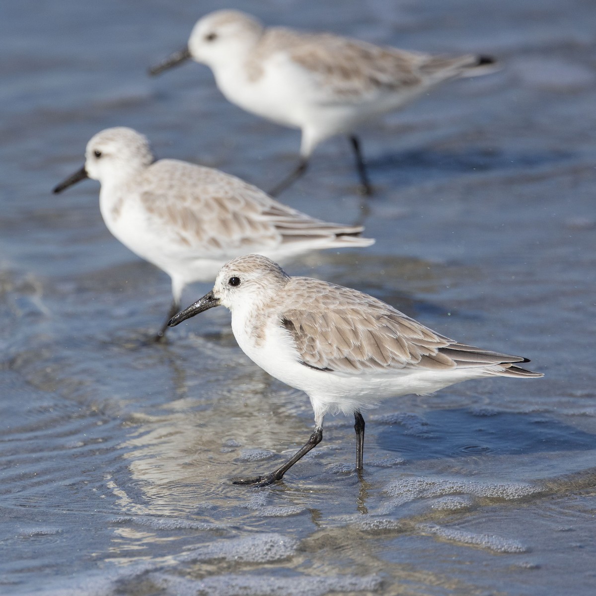 Sanderling - ML624222792