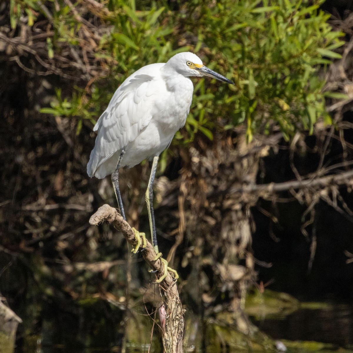 Snowy Egret - ML624222802