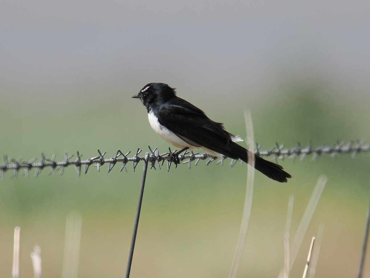 Willie-wagtail - Isa Dav