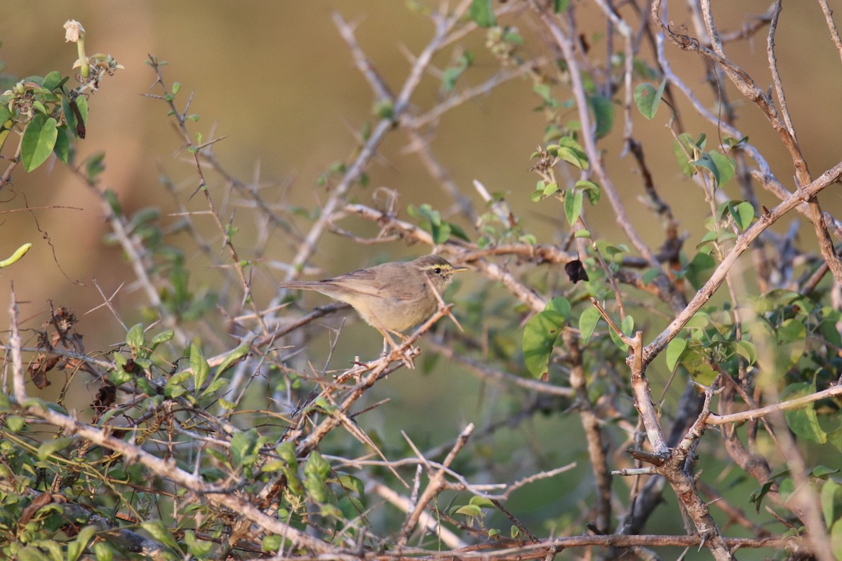 Mosquitero del Pamir - ML624222834