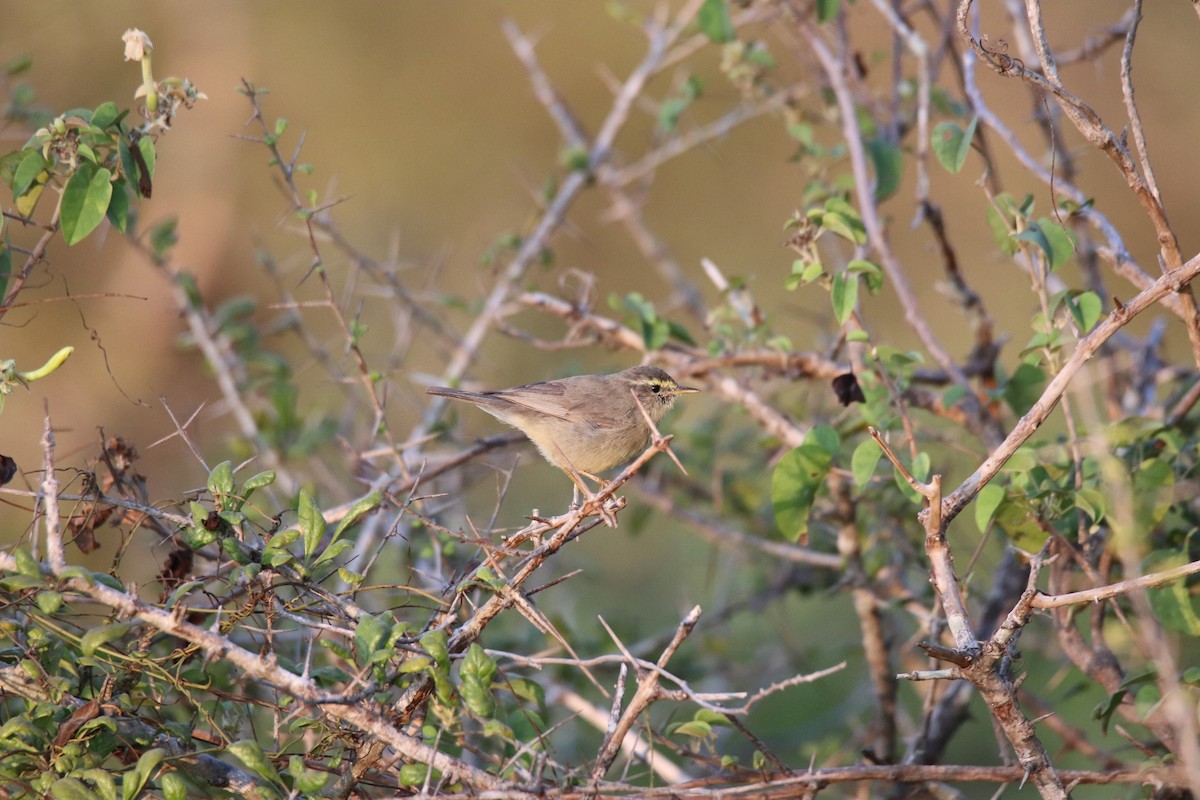 Sulphur-bellied Warbler - ML624222838