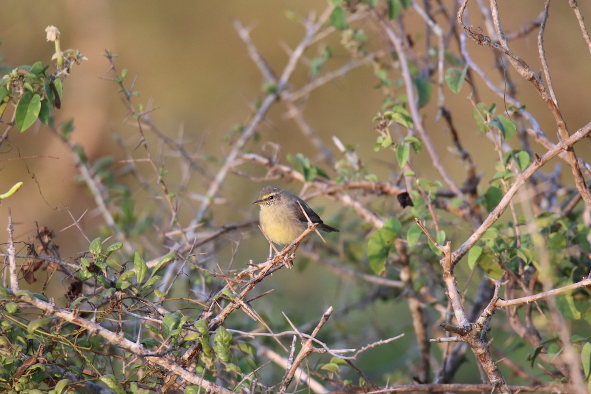 Sulphur-bellied Warbler - Praveen H N