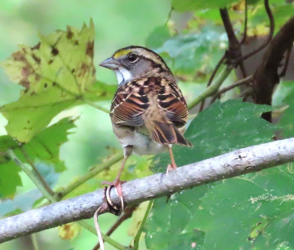 White-throated Sparrow - ML624222854