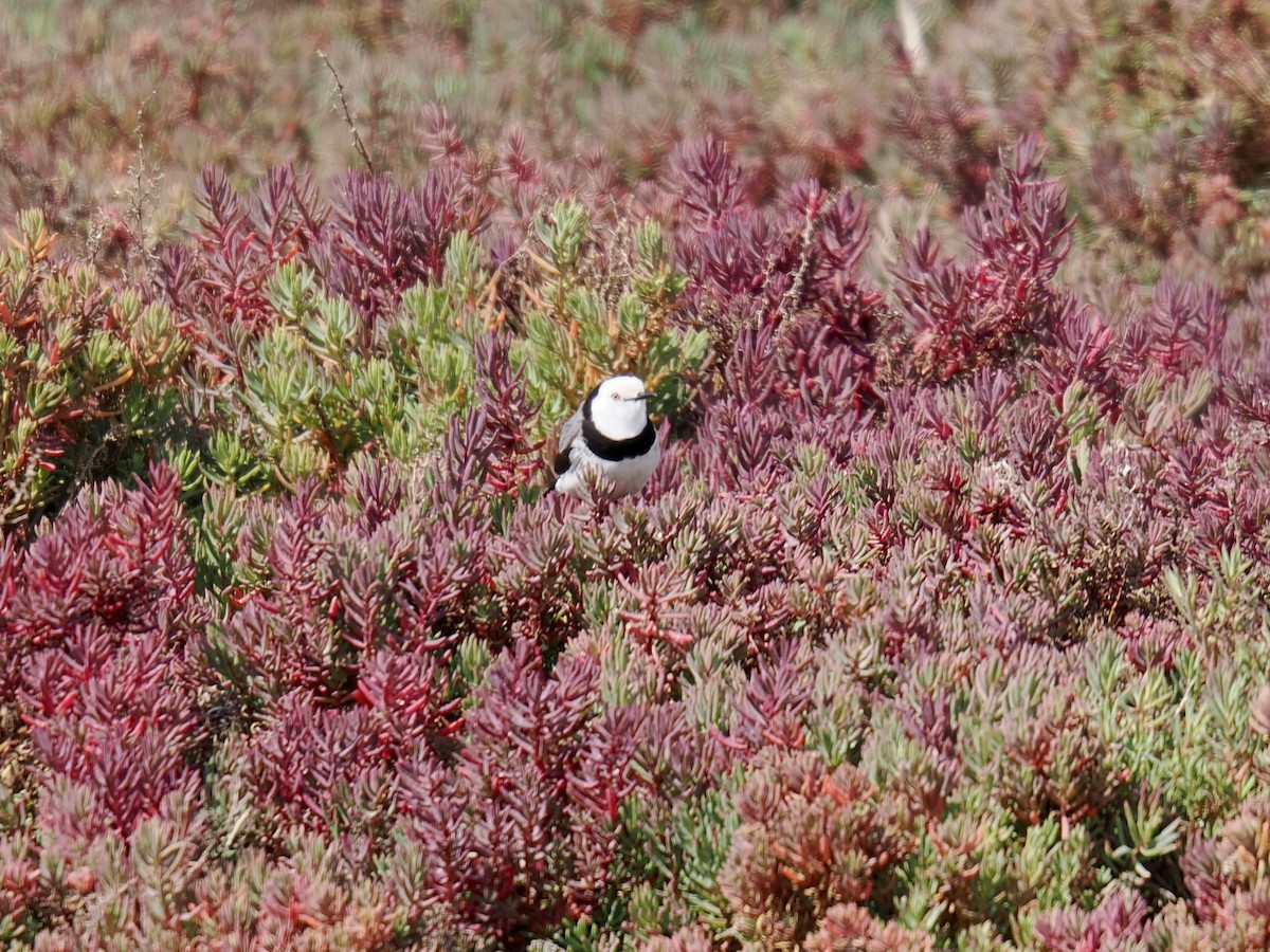 White-fronted Chat - ML624222855