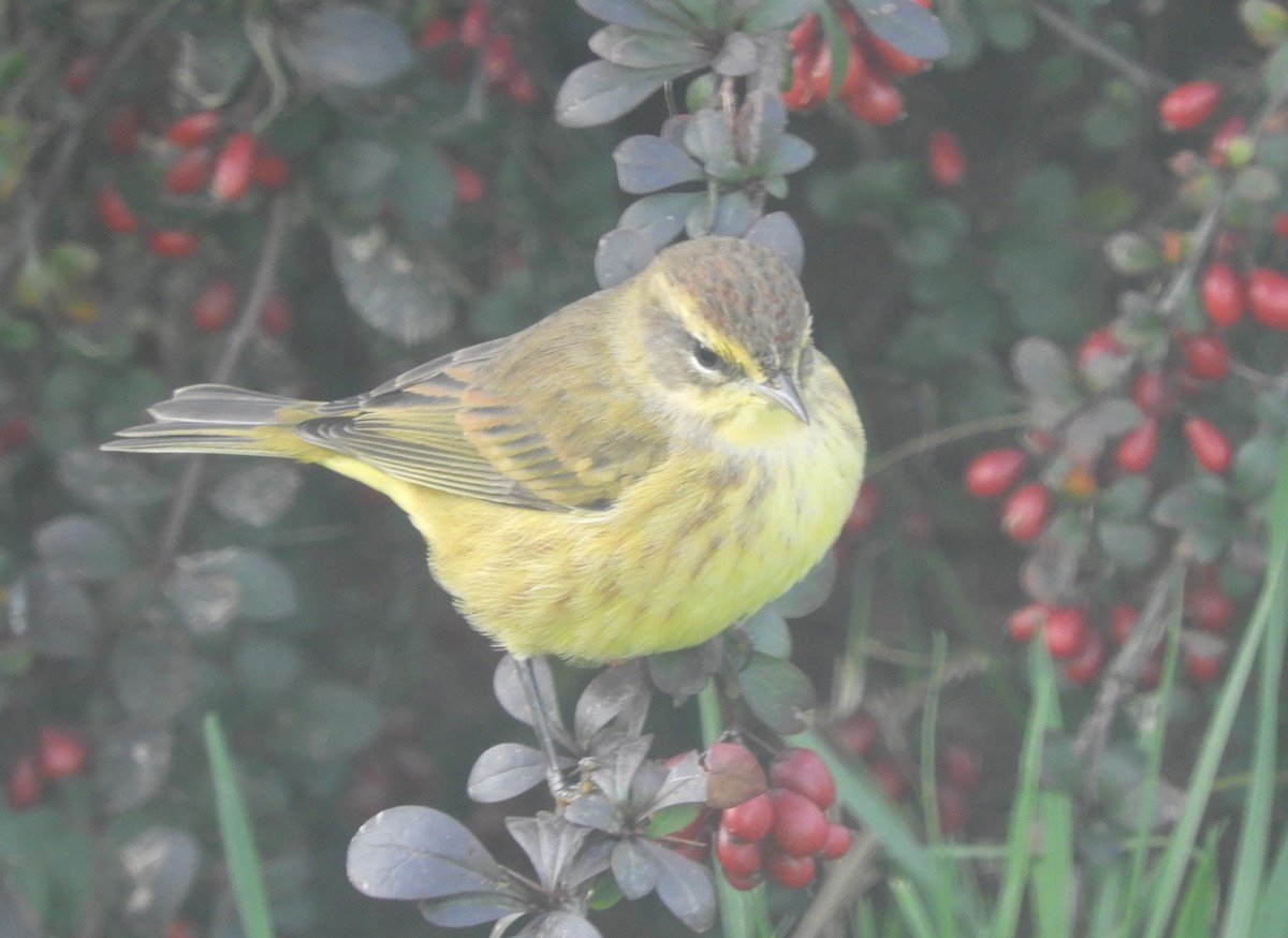 Palm Warbler - ML624222863