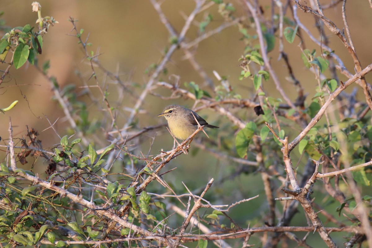 Sulphur-bellied Warbler - ML624222864