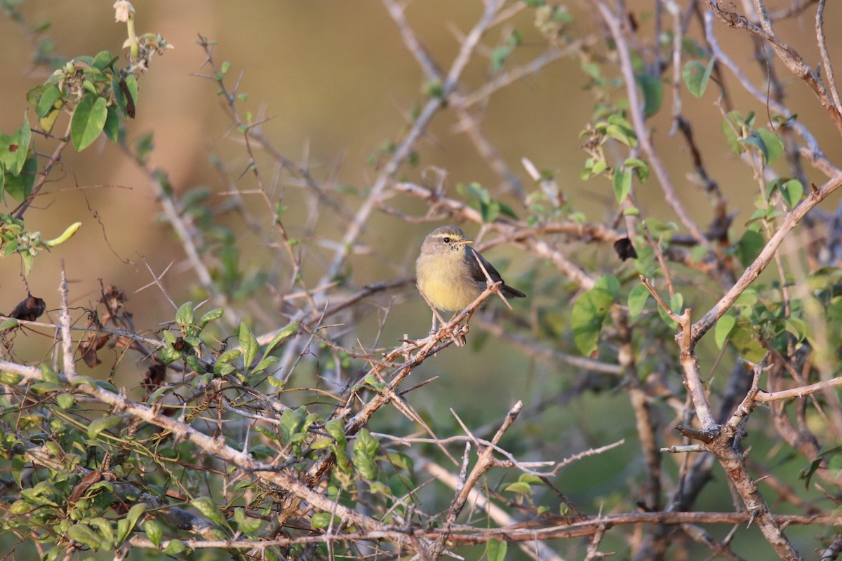 Sulphur-bellied Warbler - ML624222874